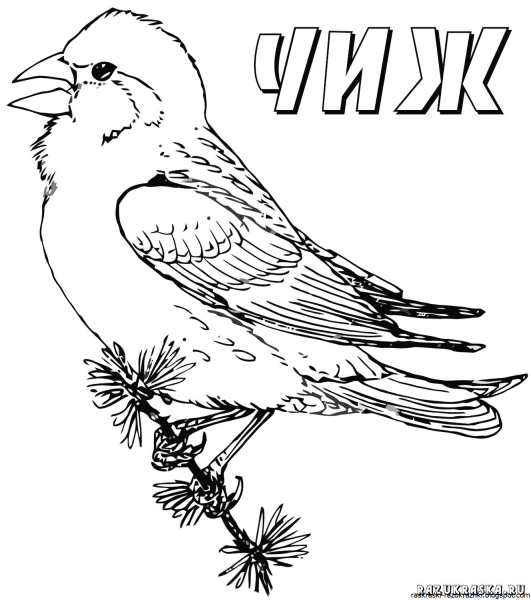 Раскраски птица черно белая (43 фото)