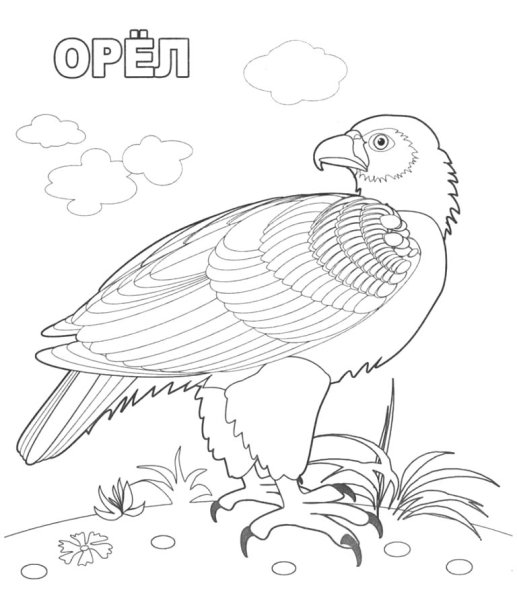 Раскраски птицы алтайского края (40 фото)