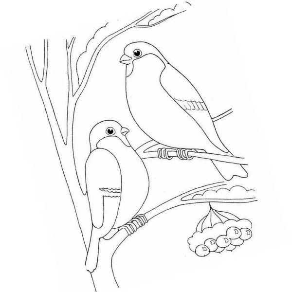 Раскраска Первые уроки Зимующие птицы
