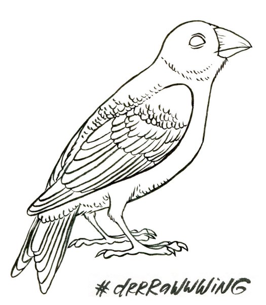 Амадин раскраска