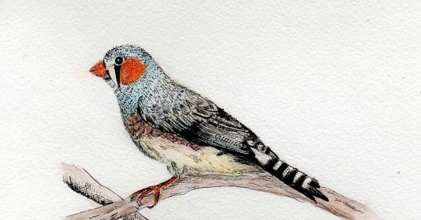Раскраски птицы амадины (48 фото)