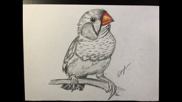 Амадины рисунок карандашом