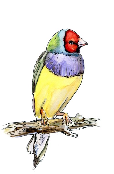 Амадины рисунок