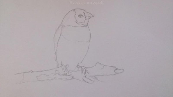 Амадины рисунок карандашом