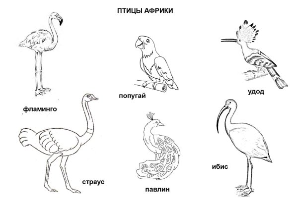Раскраска Дикие птицы