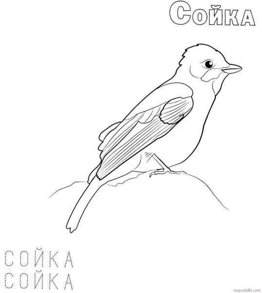 Раскраска зимующие птицы Сойка
