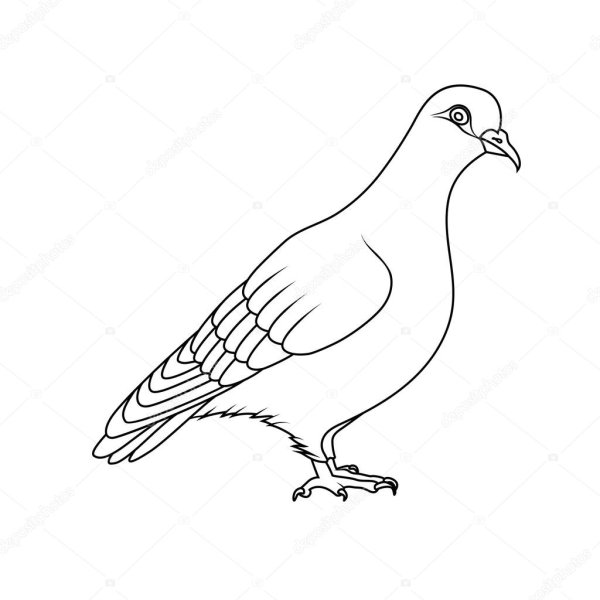 Голубь рисунок разукрашка