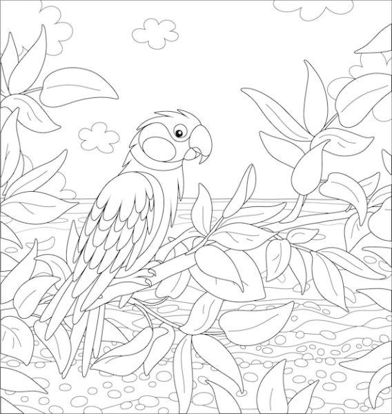 Parrots in the Jungle Graphics