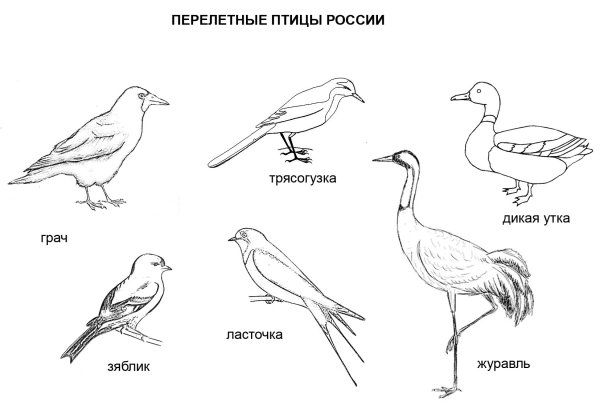 Раскраски птицы дикие (43 фото)