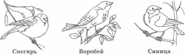Снегирь и синица раскраска