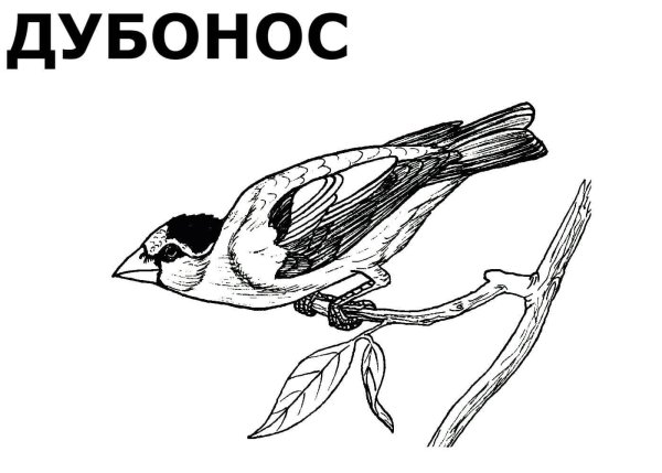 Зимующие птицы картинки раскраски