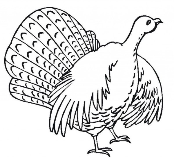 Индюк раскраска