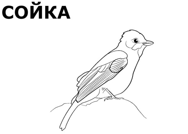 Сойка раскраска для детей