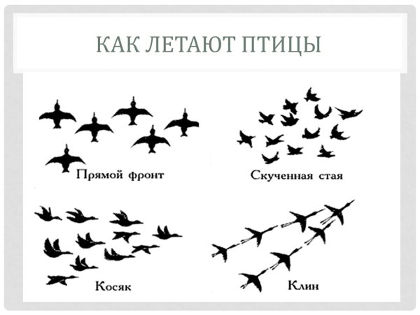 Стая птиц схема