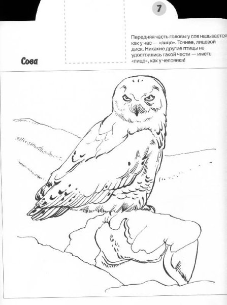 Раскраска птицы красной книги