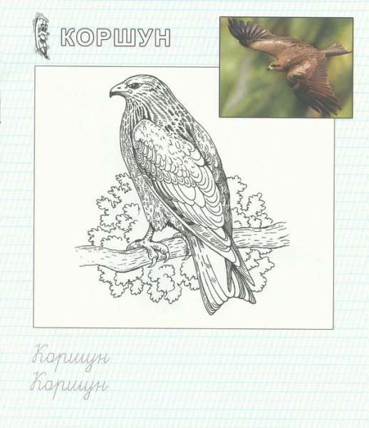 Раскраска птицы красной книги