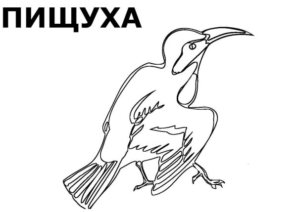 Раскраски птицы красной книги россии (44 фото)