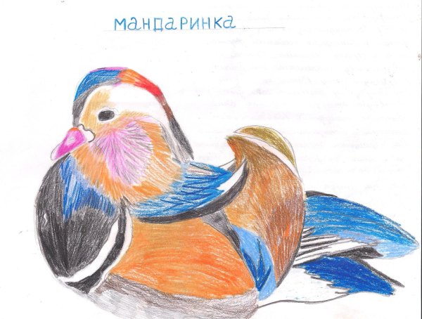 Нарисовать утку мандаринку
