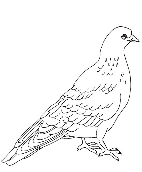 Голубь рисунок