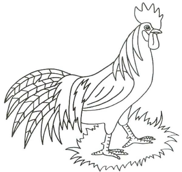 Раскраска птицы петух