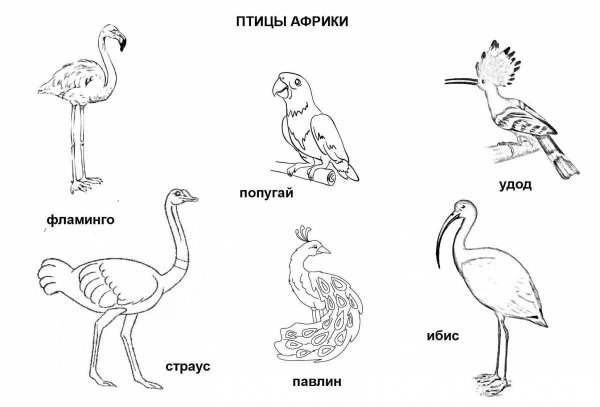 Птицы раскраска для детей с названиями