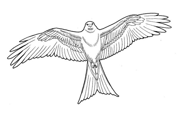 Коршун раскраска