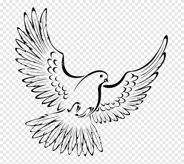 Графическое изображение голубя