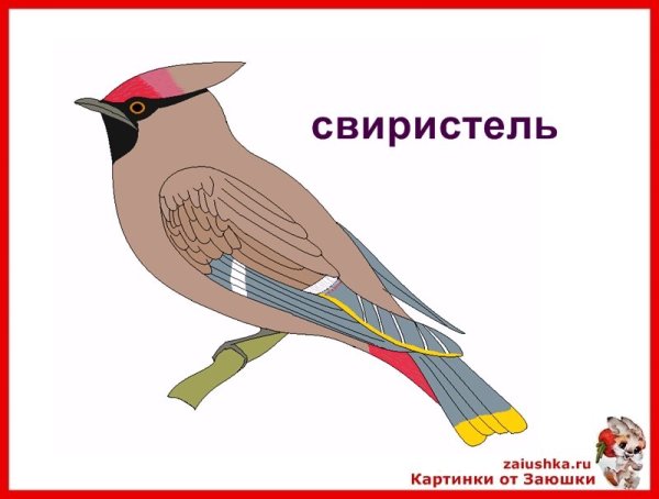 Свиристель рисунок