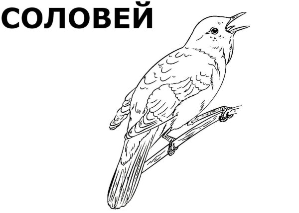 Раскраски птицы сибири (45 фото)