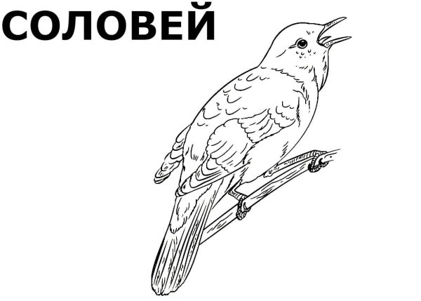 Раскраска "перелетные птицы"