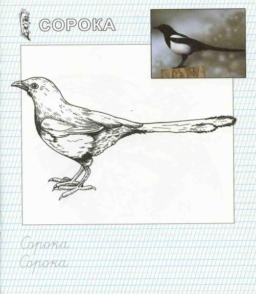 Сорока раскраска