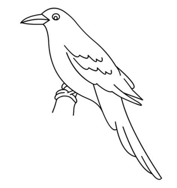 Раскраски птицы сорока (47 фото)