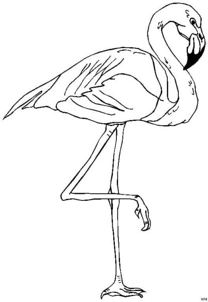 Раскраски птицы фламинго (29 фото)