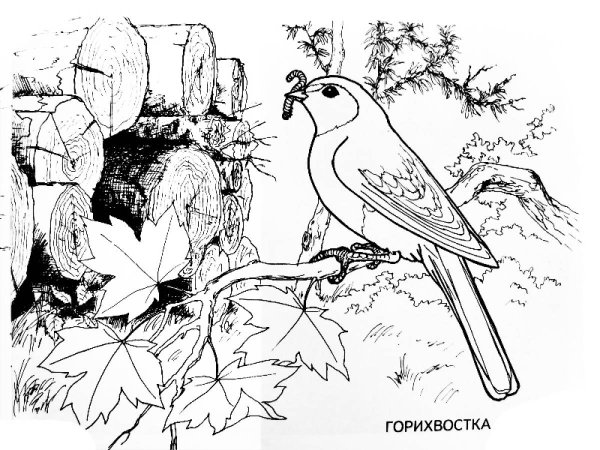 Раскраска перелент ные птицв