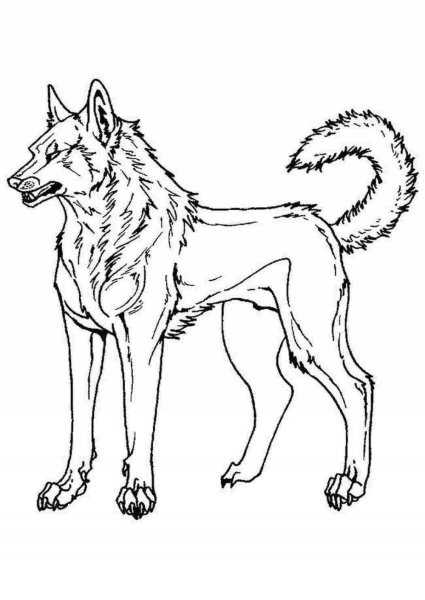 Раскраски пушистый волк (45 фото)