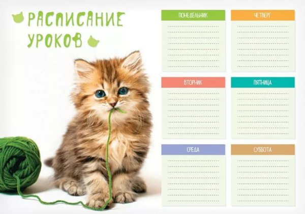 Расписание уроков с котами