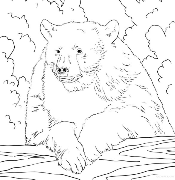 Раскраски россия медведь (44 фото)