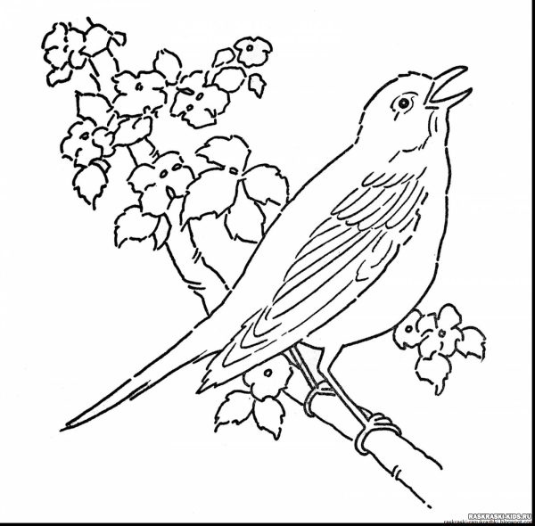 Раскраски с изображением птиц (45 фото)