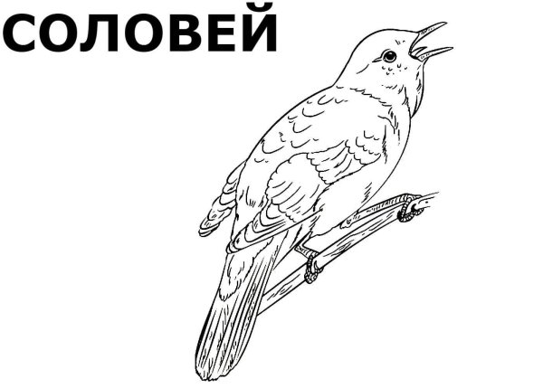 Раскраска "перелетные птицы"