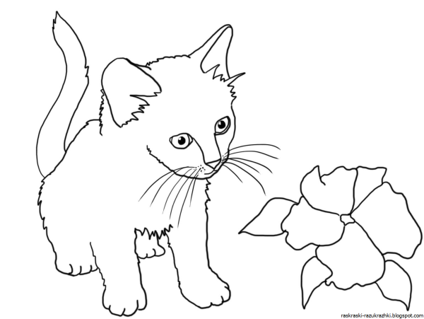 Котенок для раскрашивания