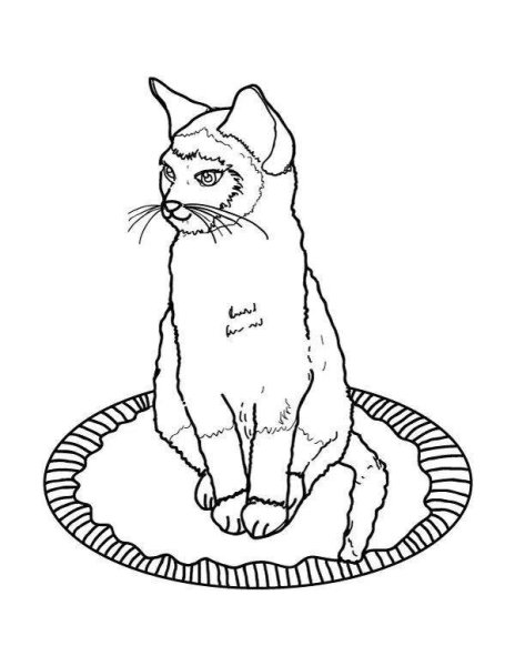 Сиамский кот раскраска