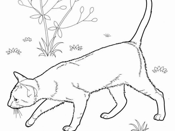 Раскраска кошечка Сиамская
