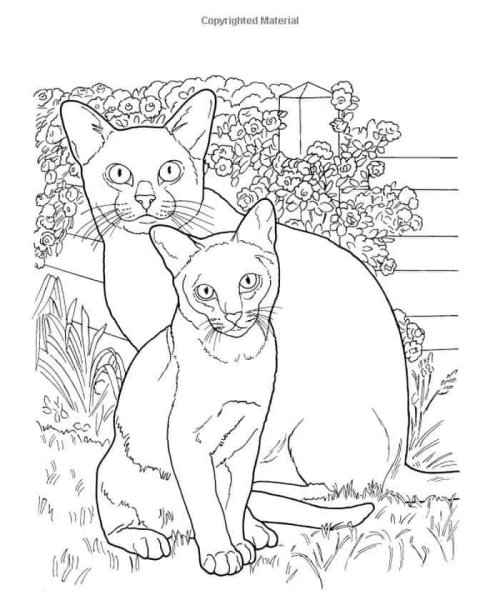 Сиамская кошка раскраска