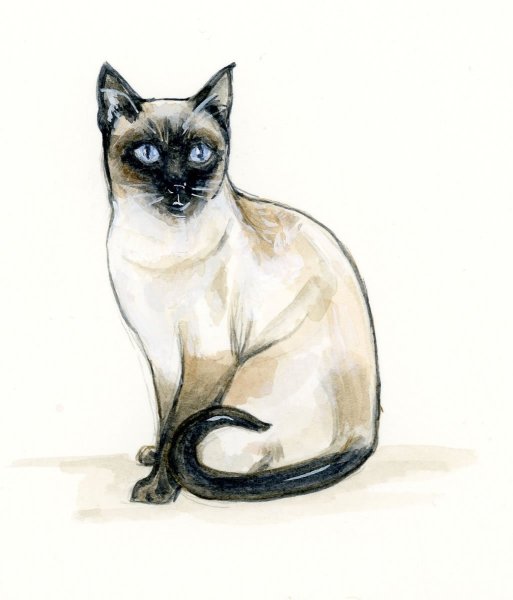 Сиамская кошка карандашом