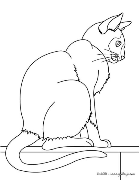 Сиамская кошка раскраска