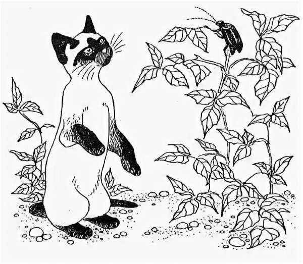 Сиамская кошка раскраска