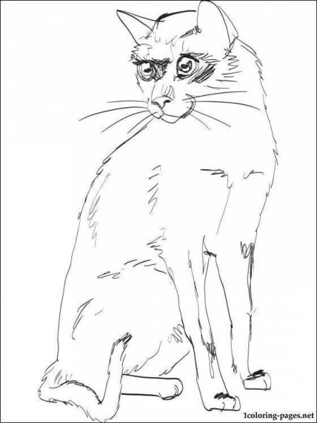 Раскраски сиамские котики (46 фото)