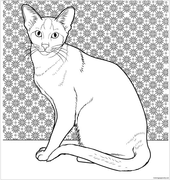 Раскраски породистых кошек