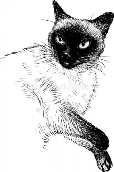 Сиамский кот эскиз