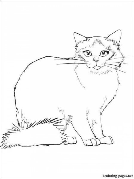 Сиамская кошка раскраска